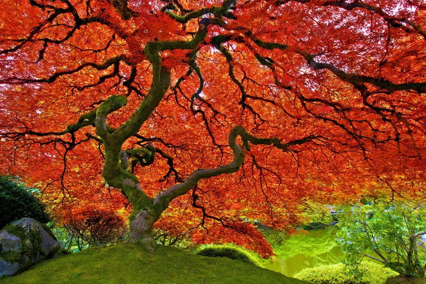 Japanese Maple