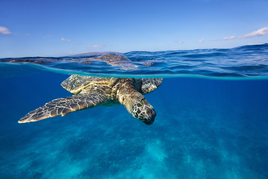Turtleparadise.jpg