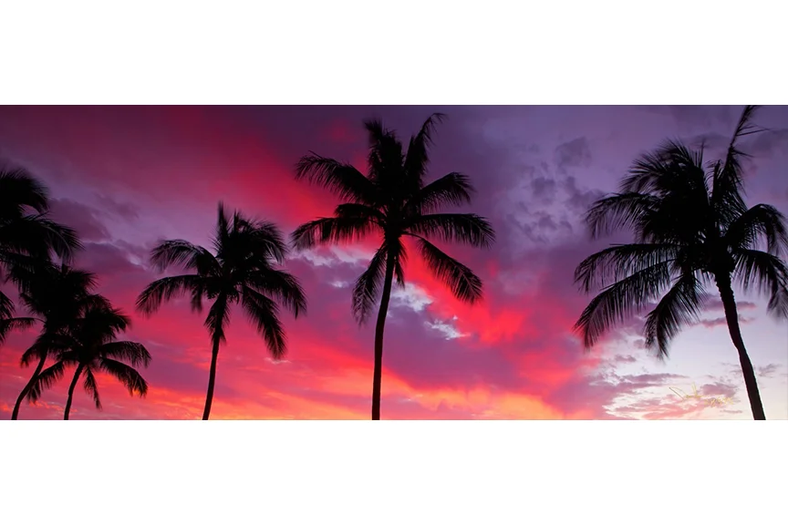 PalmSunset.jpg