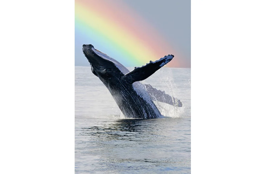 Rainbow Whale