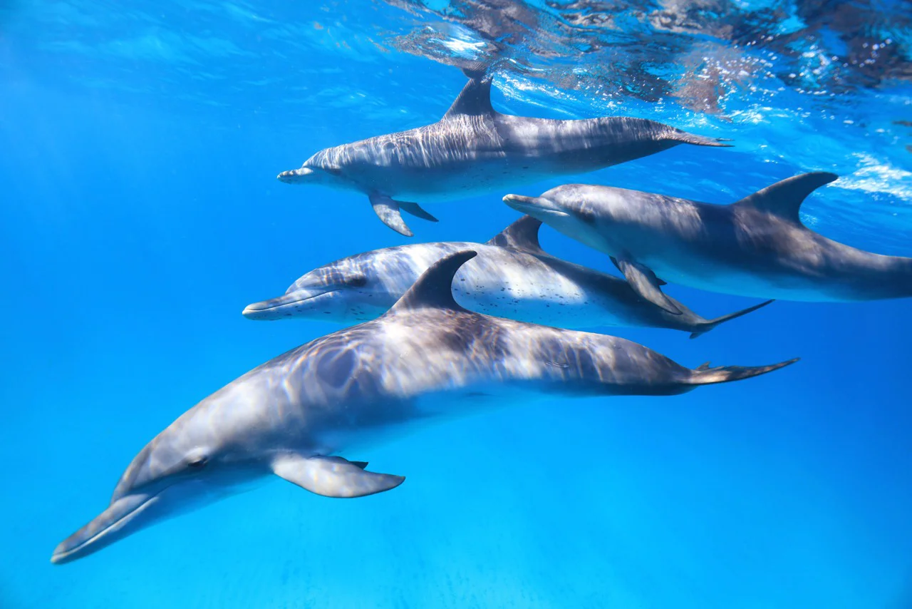 Spotted Dolphins