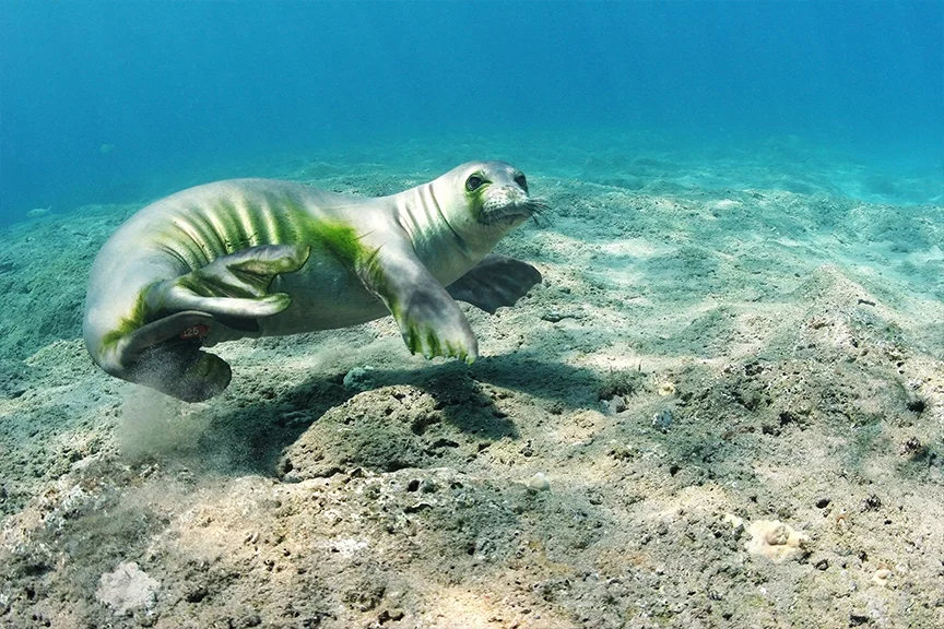 Hawaiian Monk Seal
