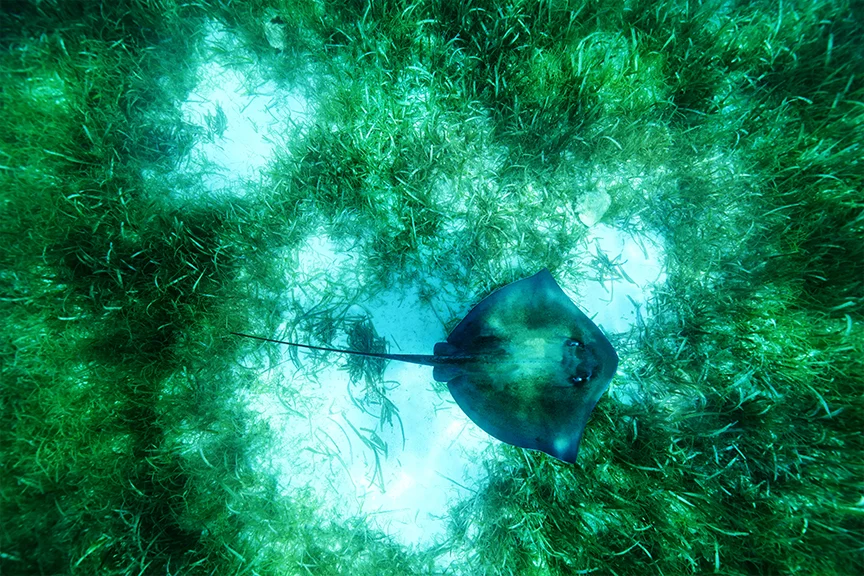 stingrayweb.jpg