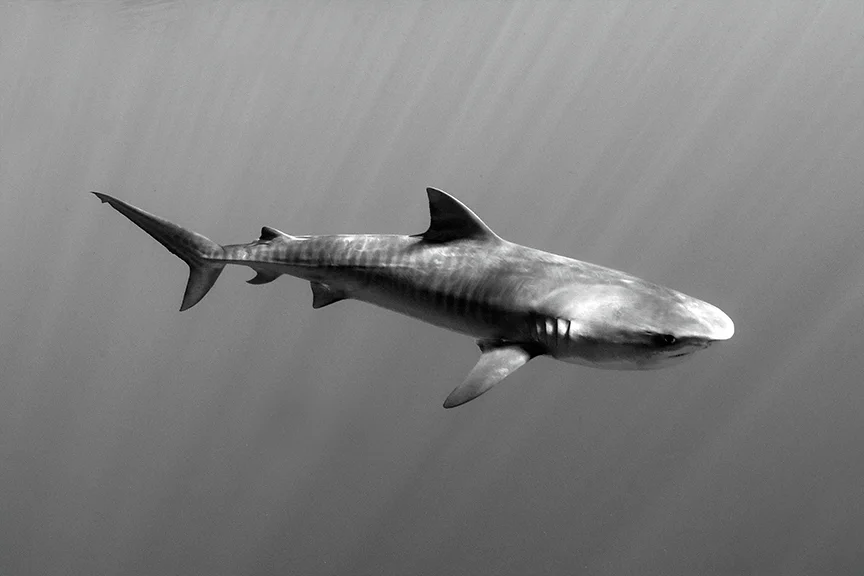 Tiger Shark