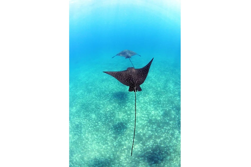 Eagle Rays