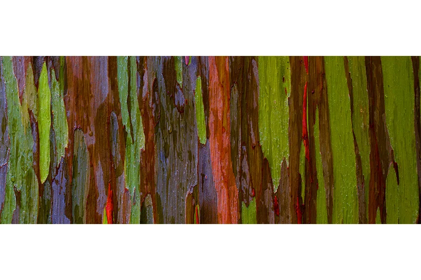 Painted Tree