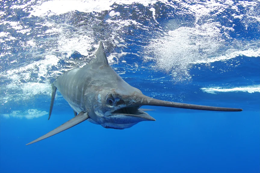 Blue Marlin