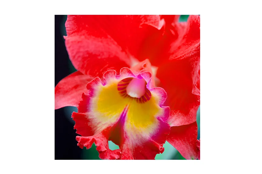 redOrchid.jpg