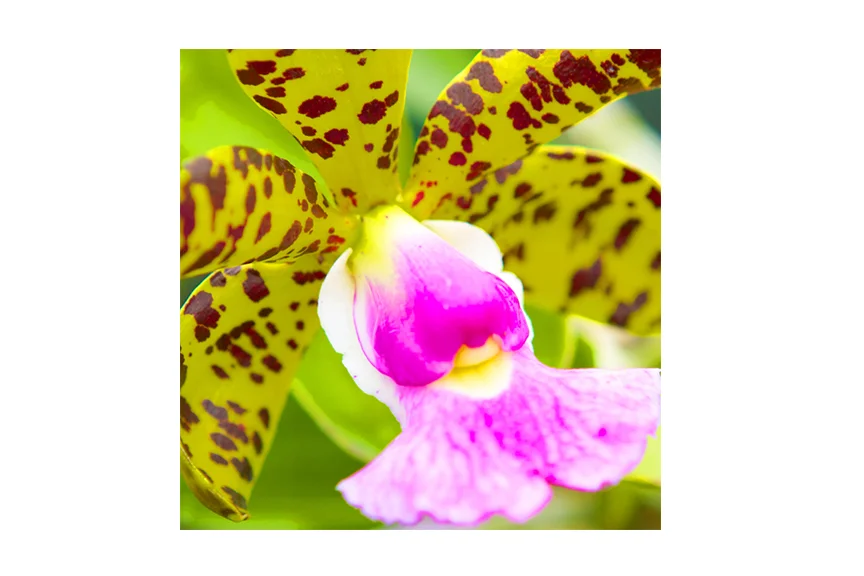 tigerOrchid.jpg