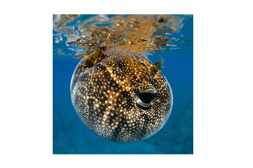 puffer.jpg