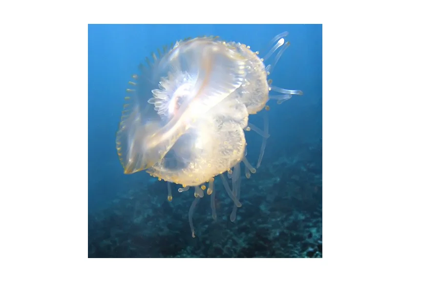 moonjelly.jpg