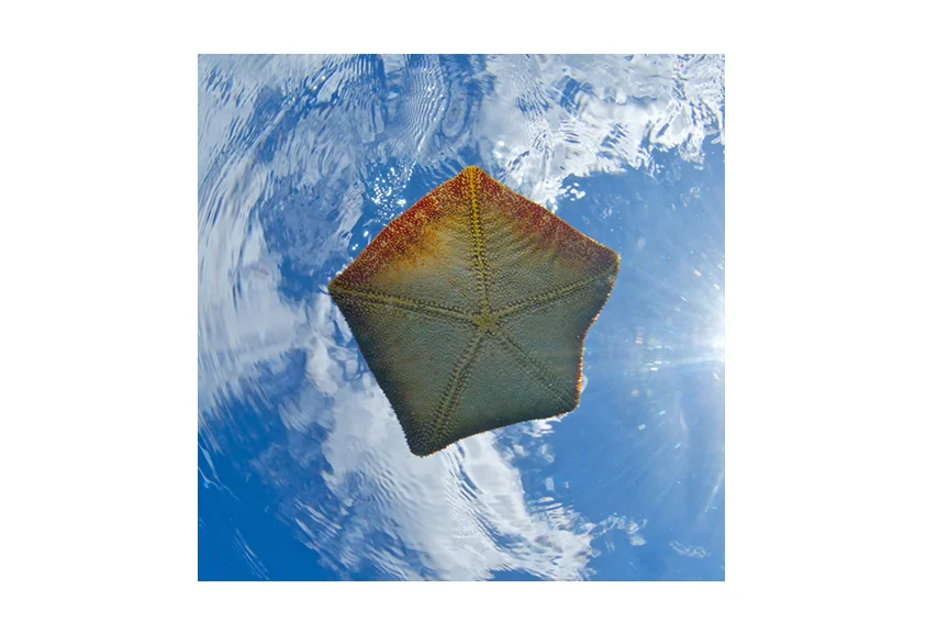 Starfish