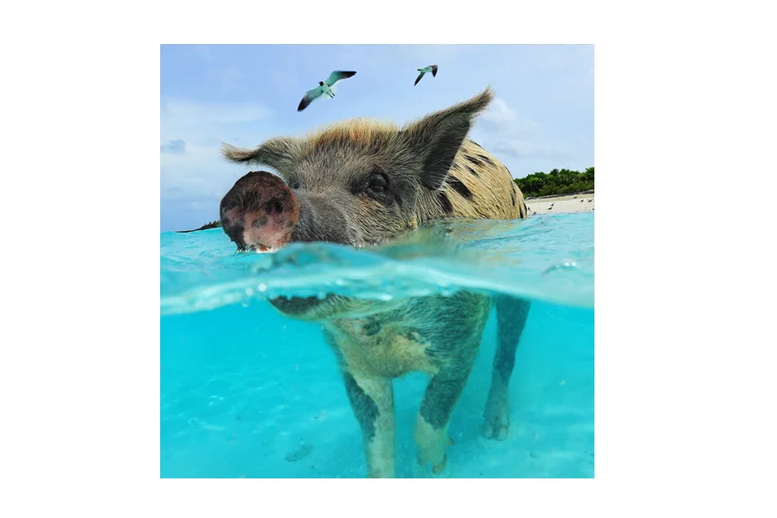 Water Pig