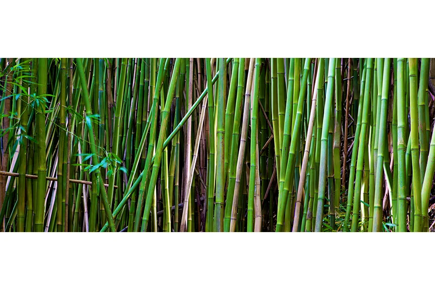 Bamboo