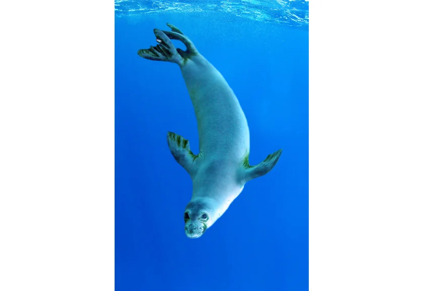 Ocean Seal