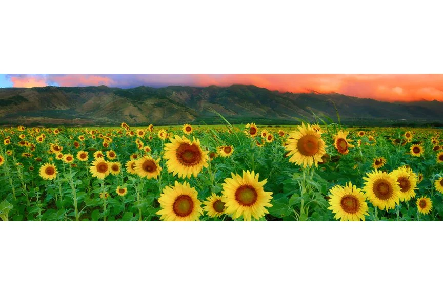 Valley of the Sun