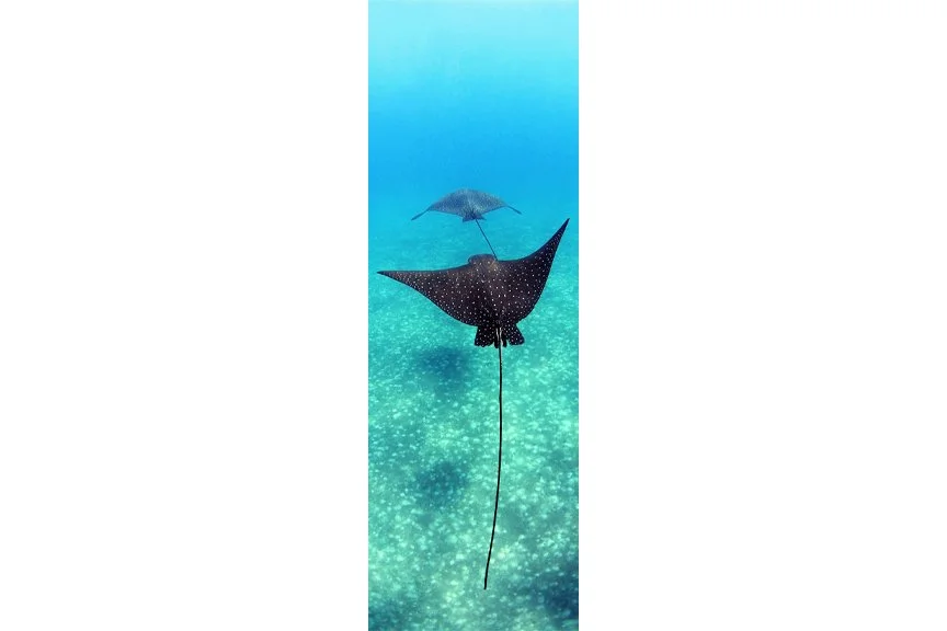 Eagle Rays