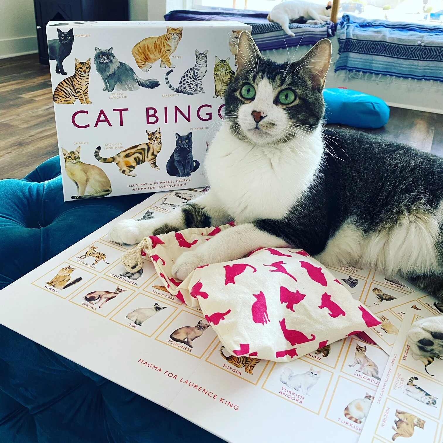 Cat Bingo