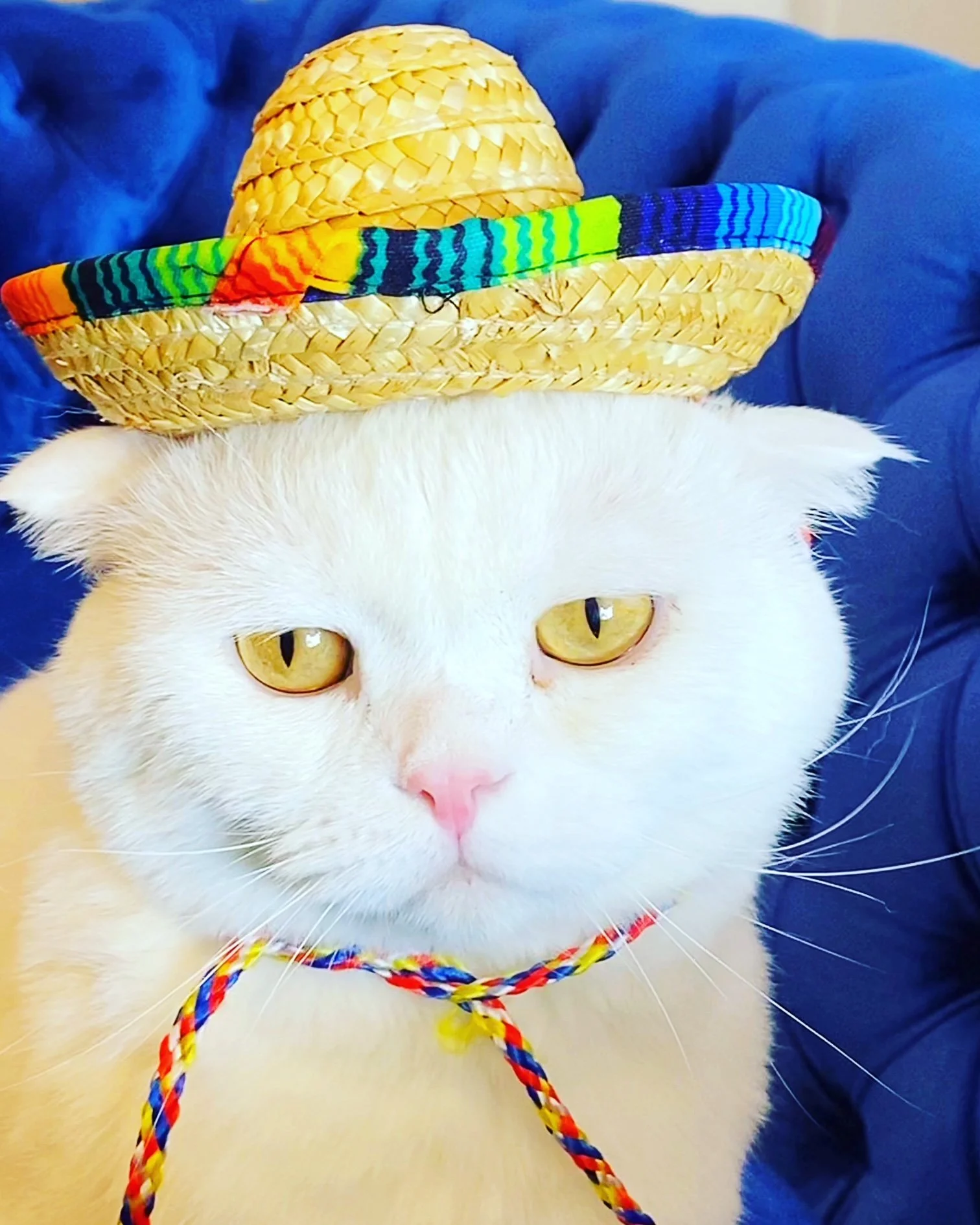 Mexican Hat Sombrero for Cats