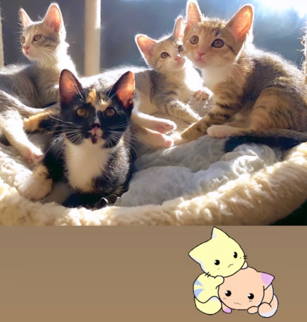 Meet Chloe, Yasmin, Jade, and Raya - 4 new baby girls to the kitten room.

Open til 6pm today, then Cat Bingo begins 😻