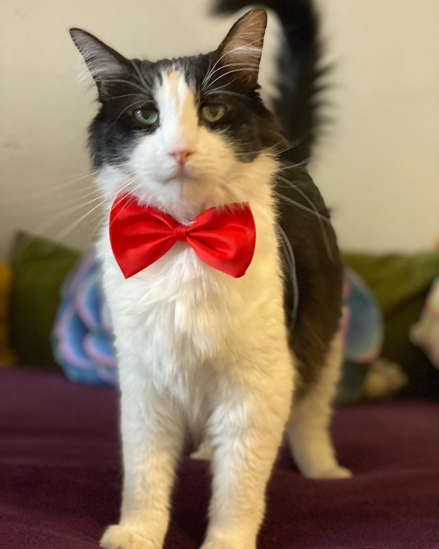 We felt Simon is such a distinguished gentleman that he needed a bowtie. He feels very handsome and is loving the extra attention he&rsquo;s getting