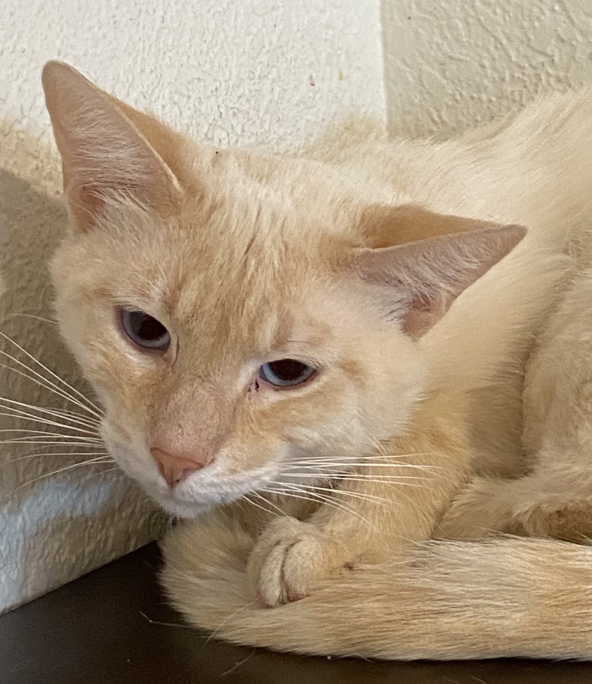 Snowball - Male 9 mo flame pt dsh