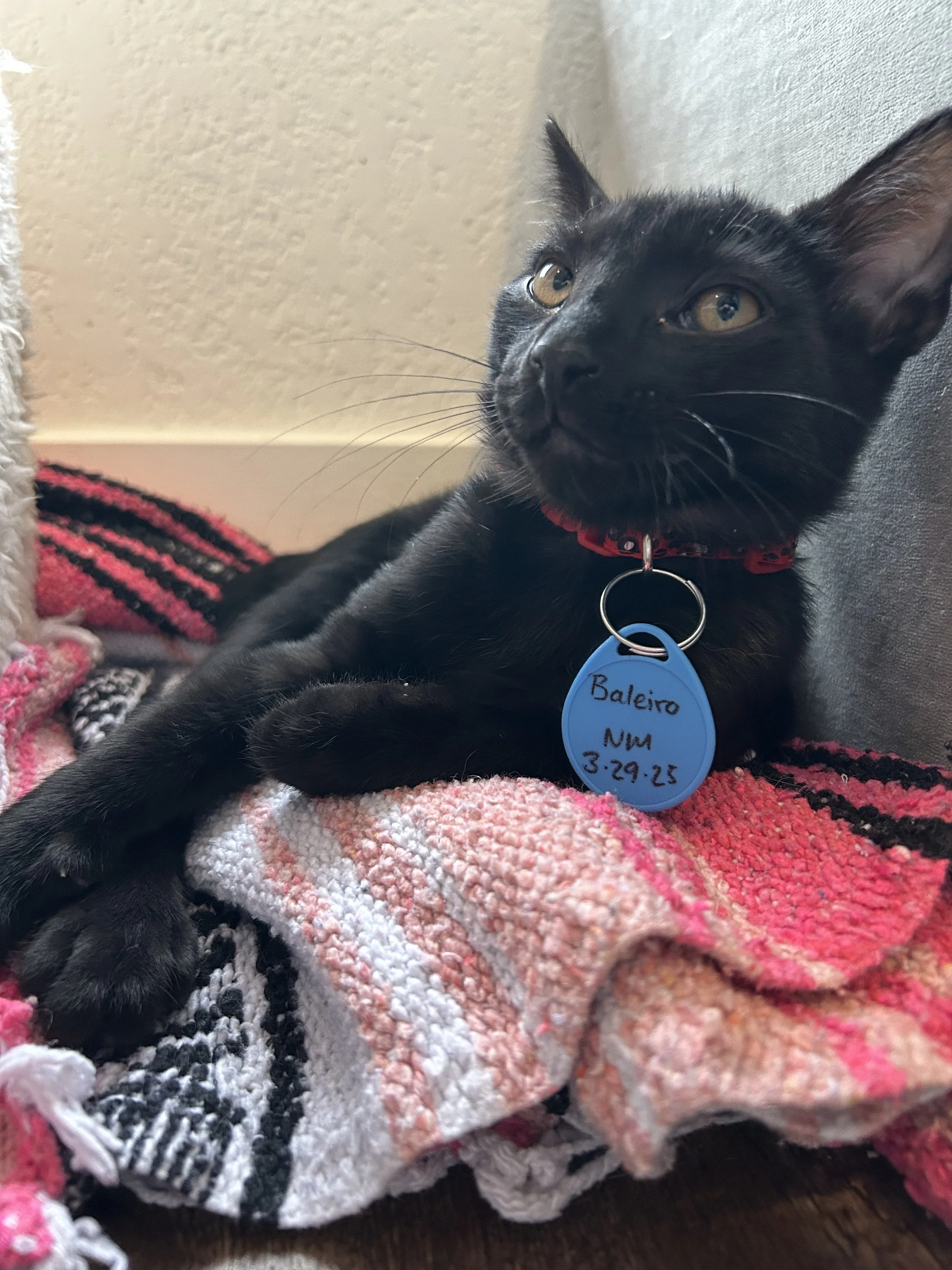 Baleiro - Male 4 Mo Black DSH