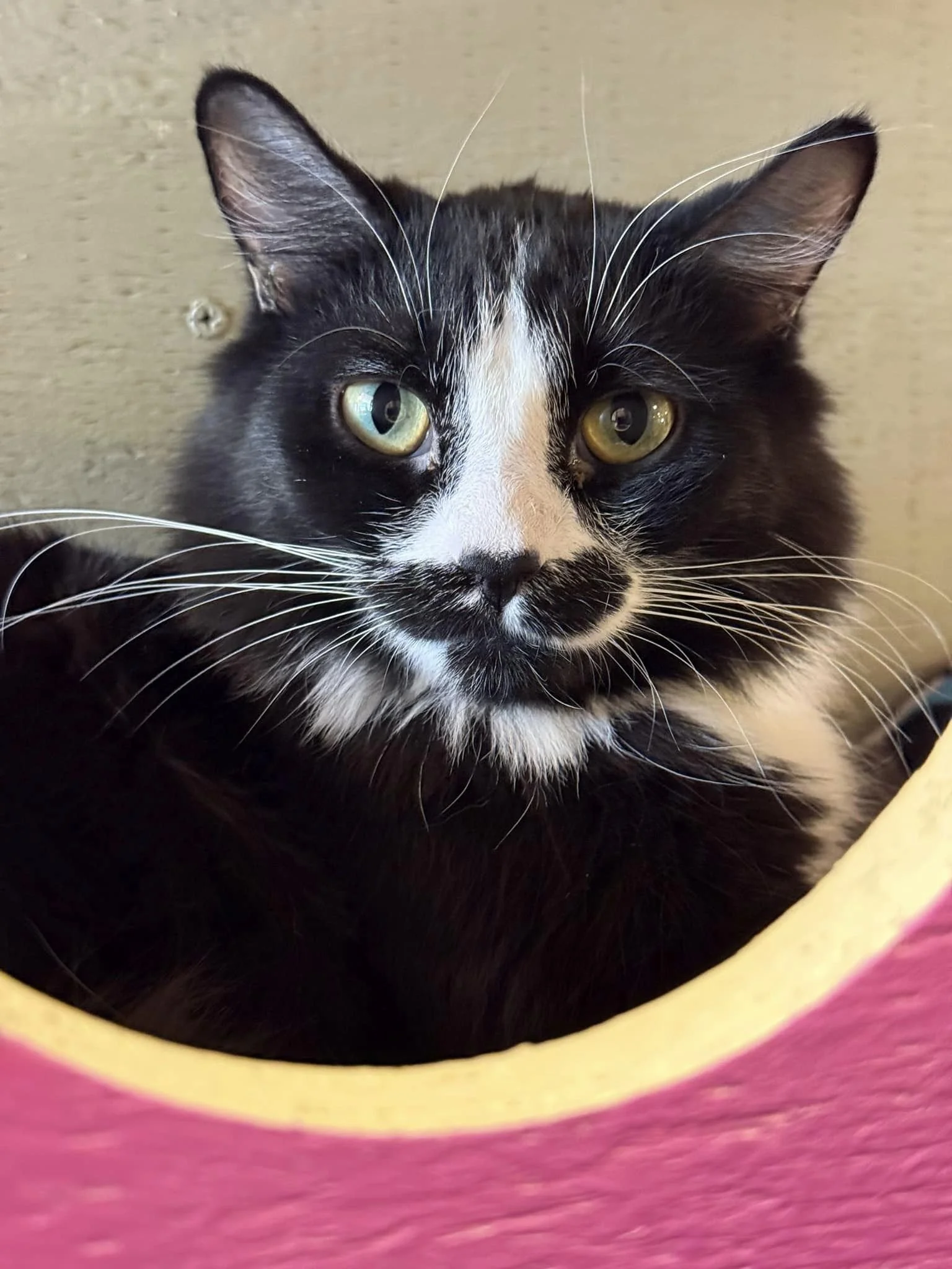 Our Kitties — El Jefe Cat Café