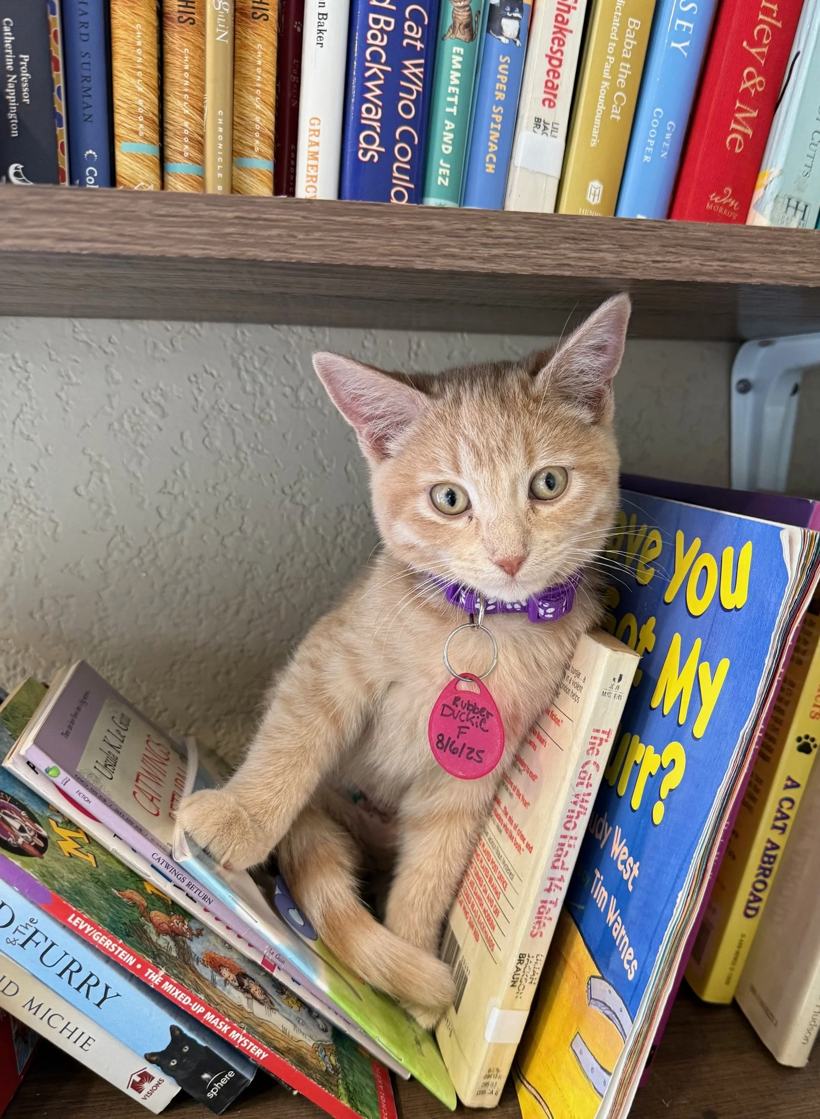 Rubber Duckie - Female 8/6/25 Orange Tabby DSH
