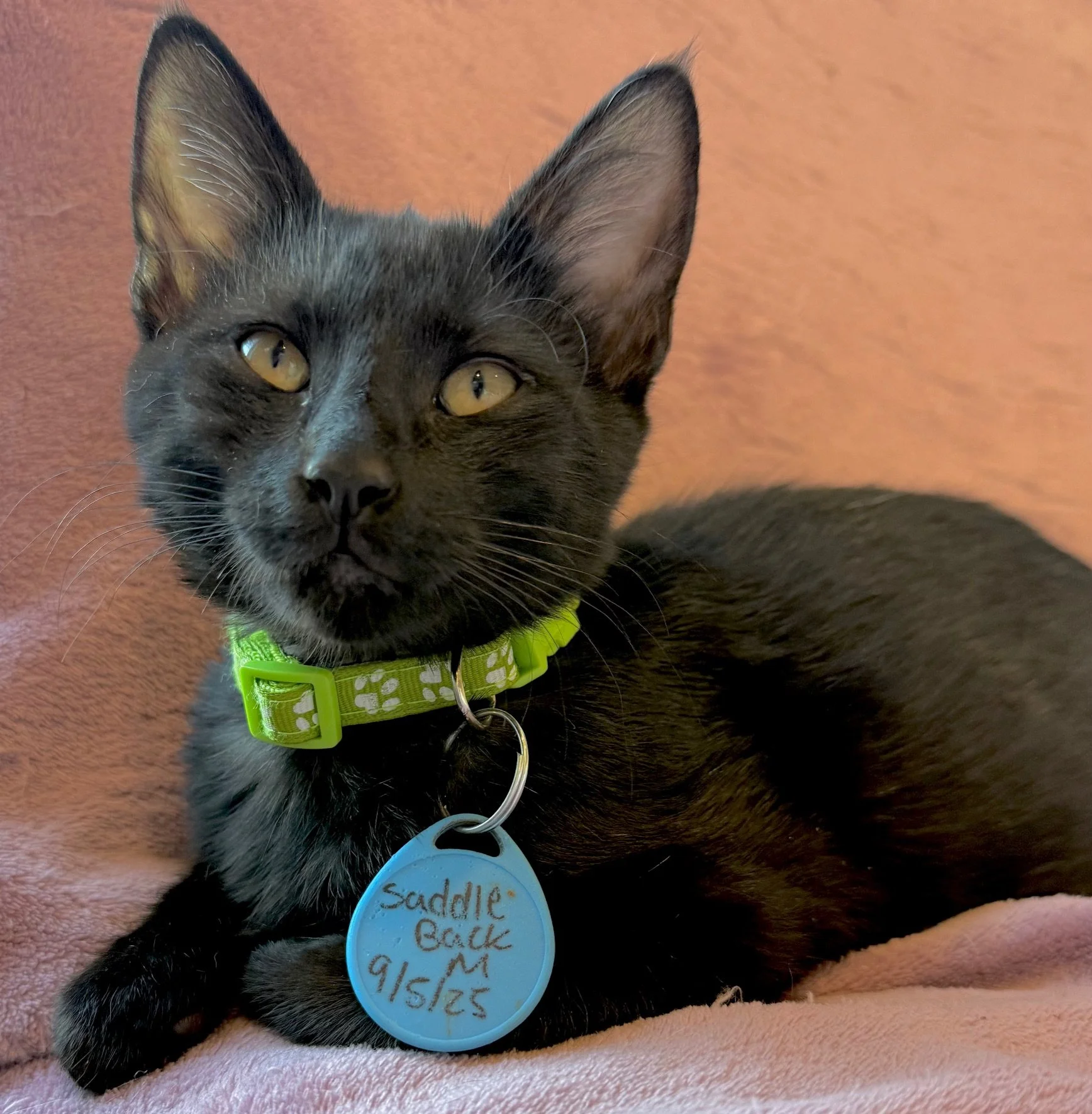 Saddle Back - Male 9/5/25 Black DSH