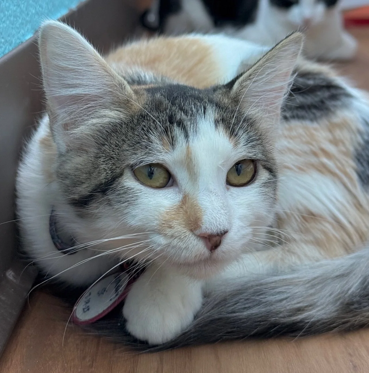 My Melody - Female 8/6/25 Calico DSH
