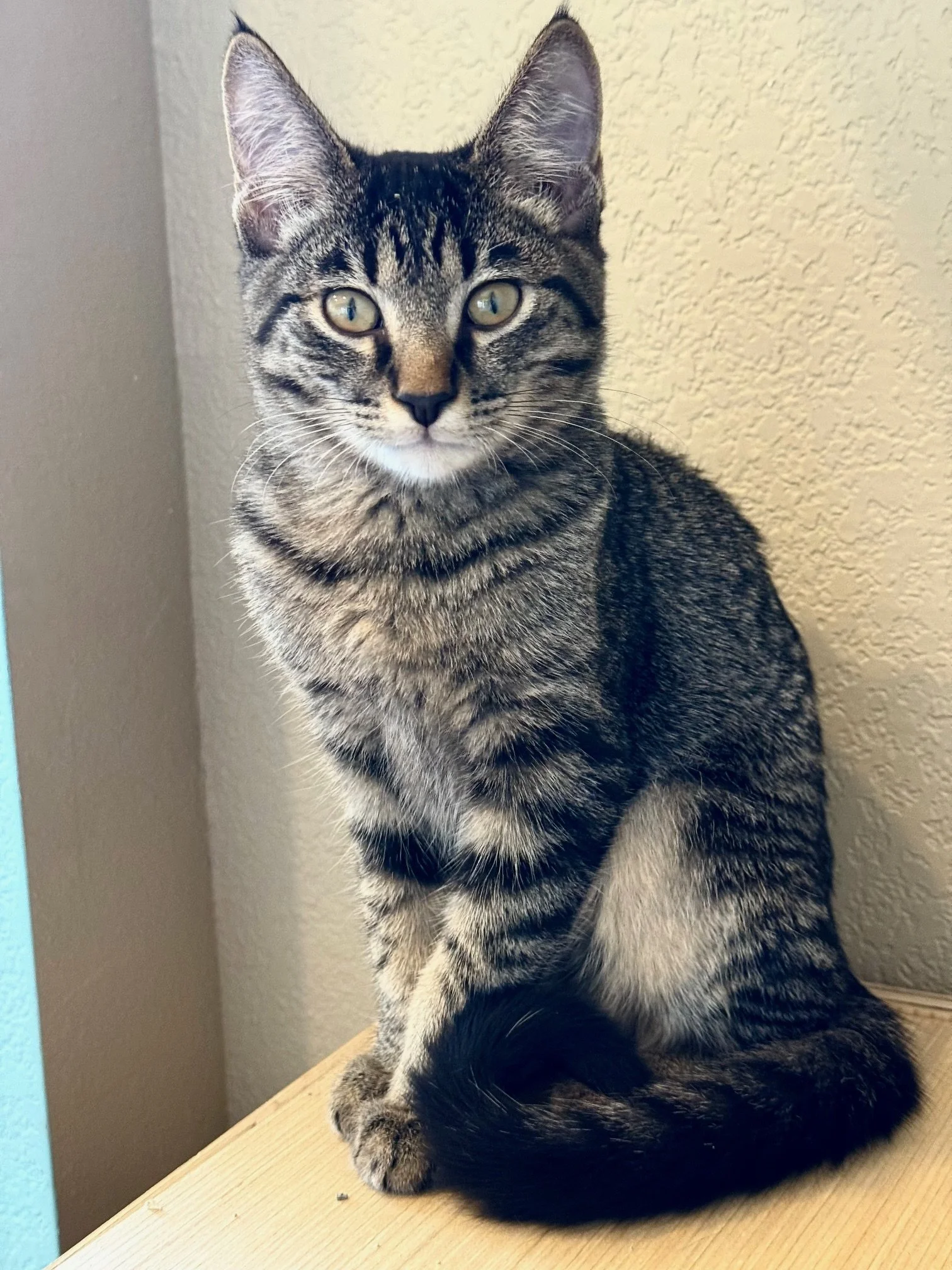 Peacemaker - Male 8/20/25 Brown Tabby DSH