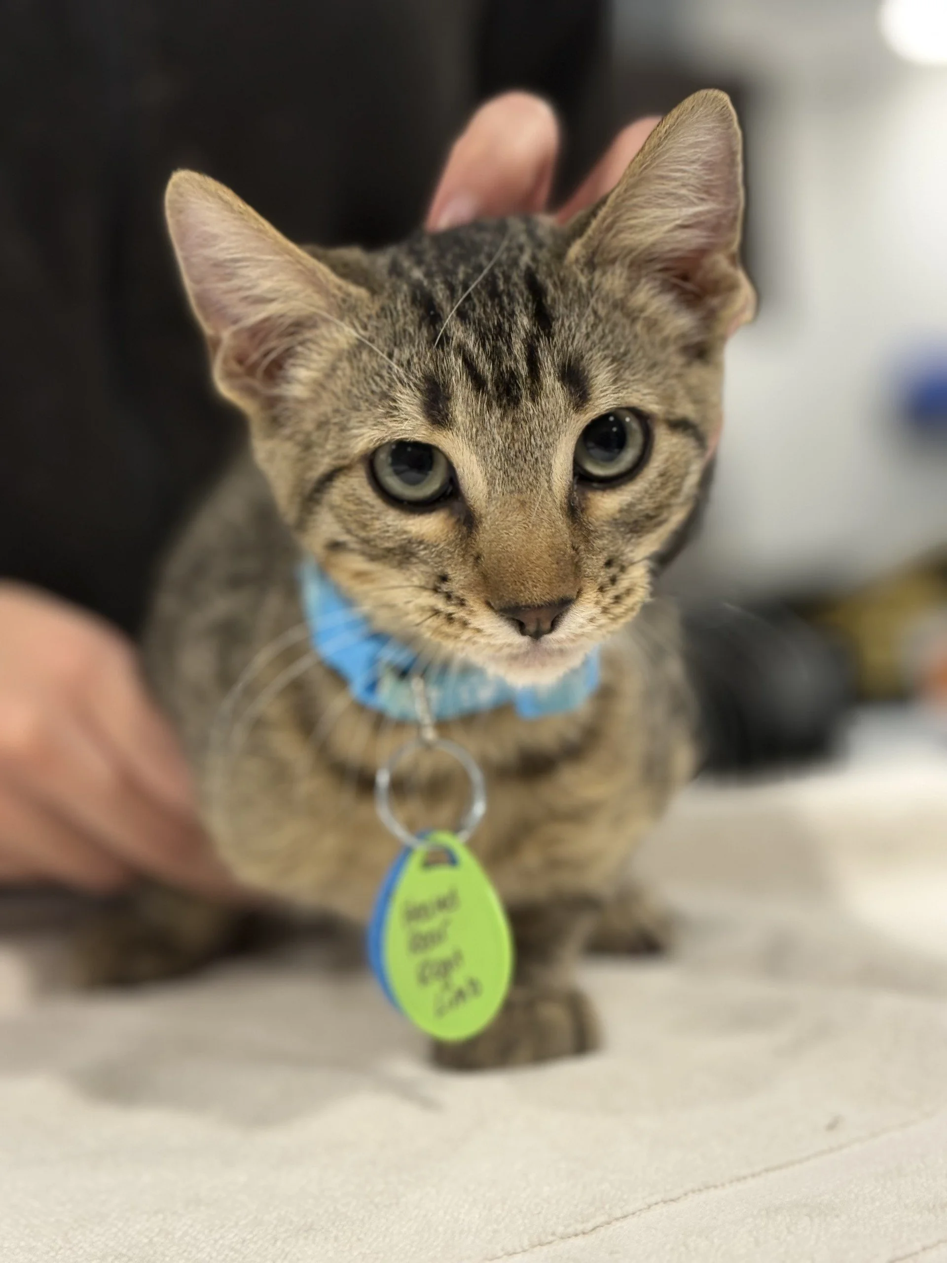 Belgium - Male 8/26/25 Brown Tabby DSH