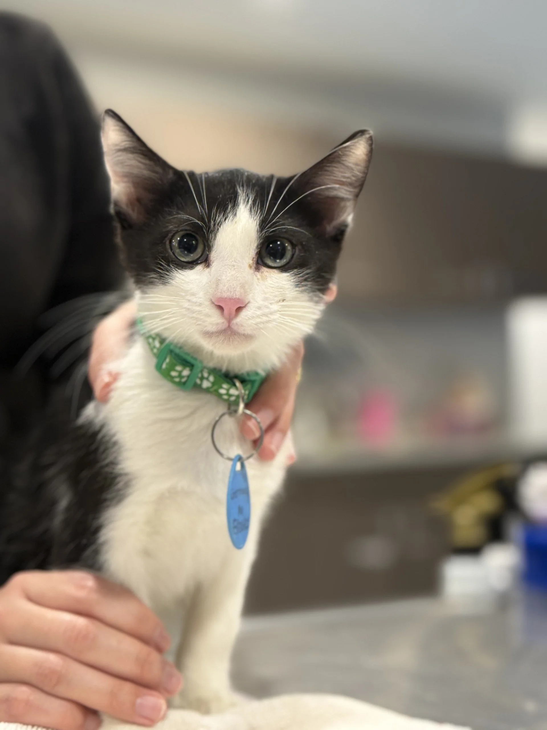 Germany - Male 8/26/25 Black &amp; White DSH