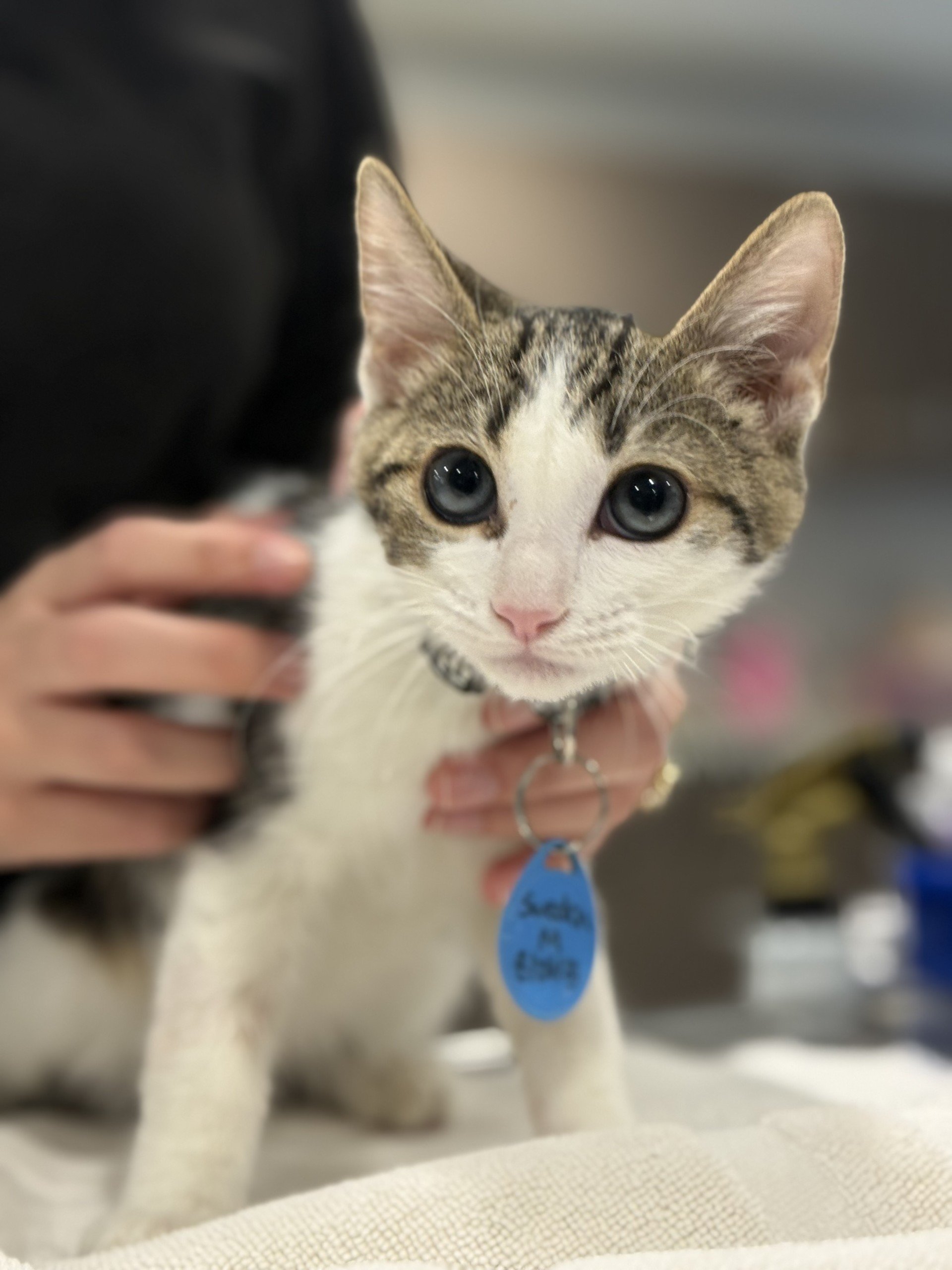 Sweden - Male 8/26/25 Brown Tabby &amp; White DSH