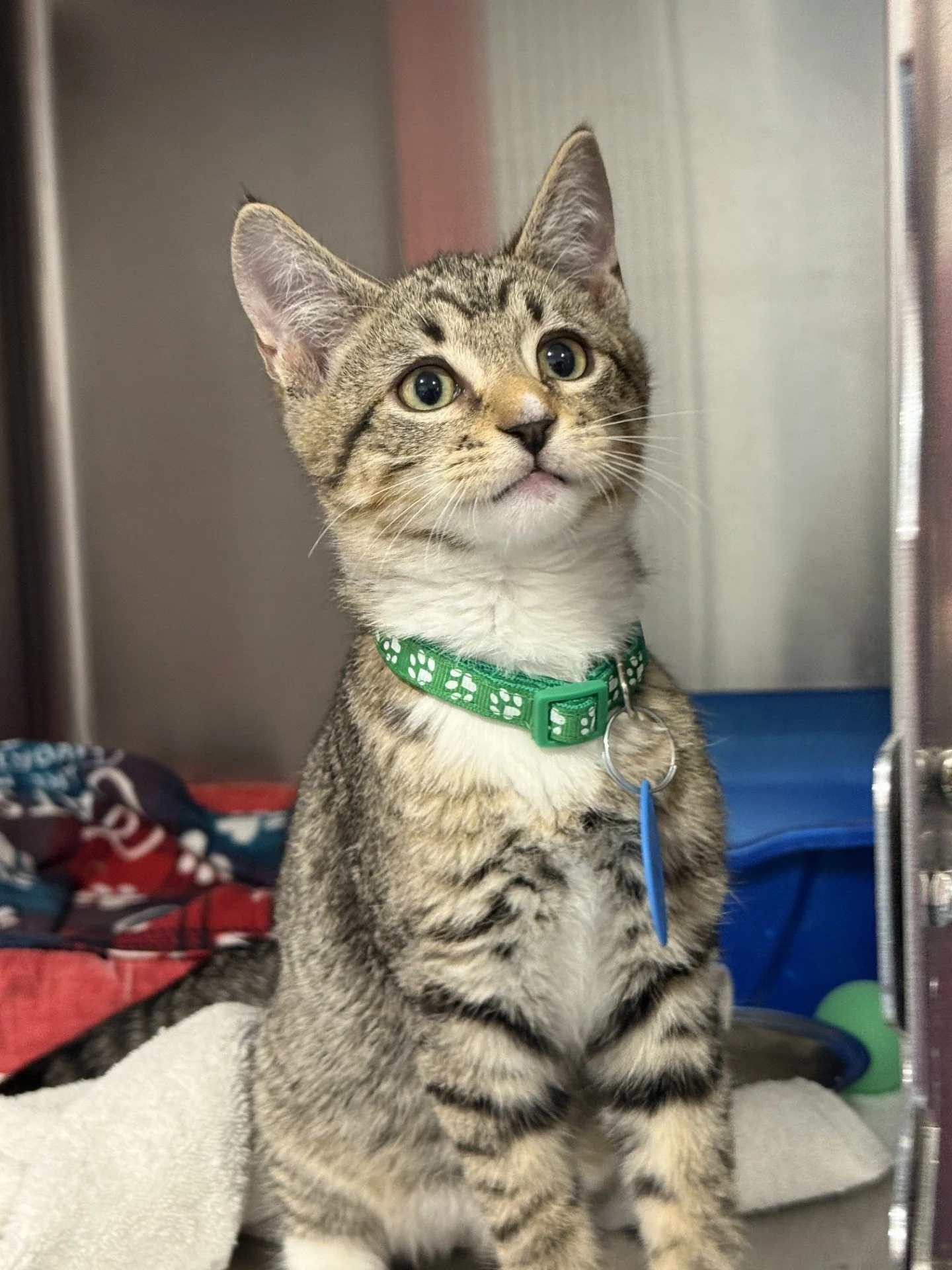 Pire - Male 8/20/25 Brown Tabby &amp; White DSH