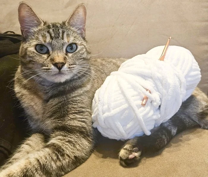  Crochet with Cats (Beginners Level)