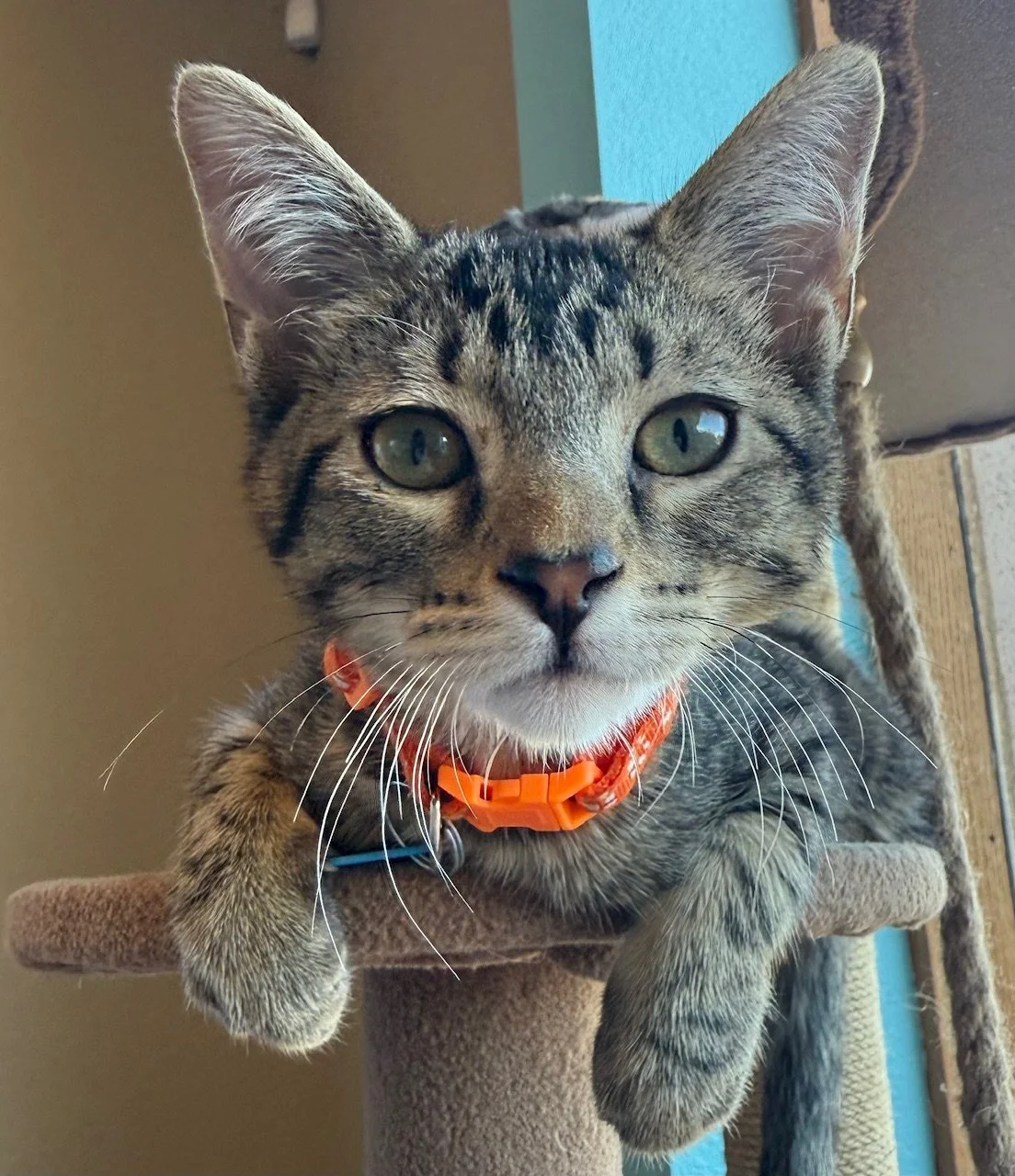 Royal Pawm - Male 8/21/25 Brown Tabby DSH