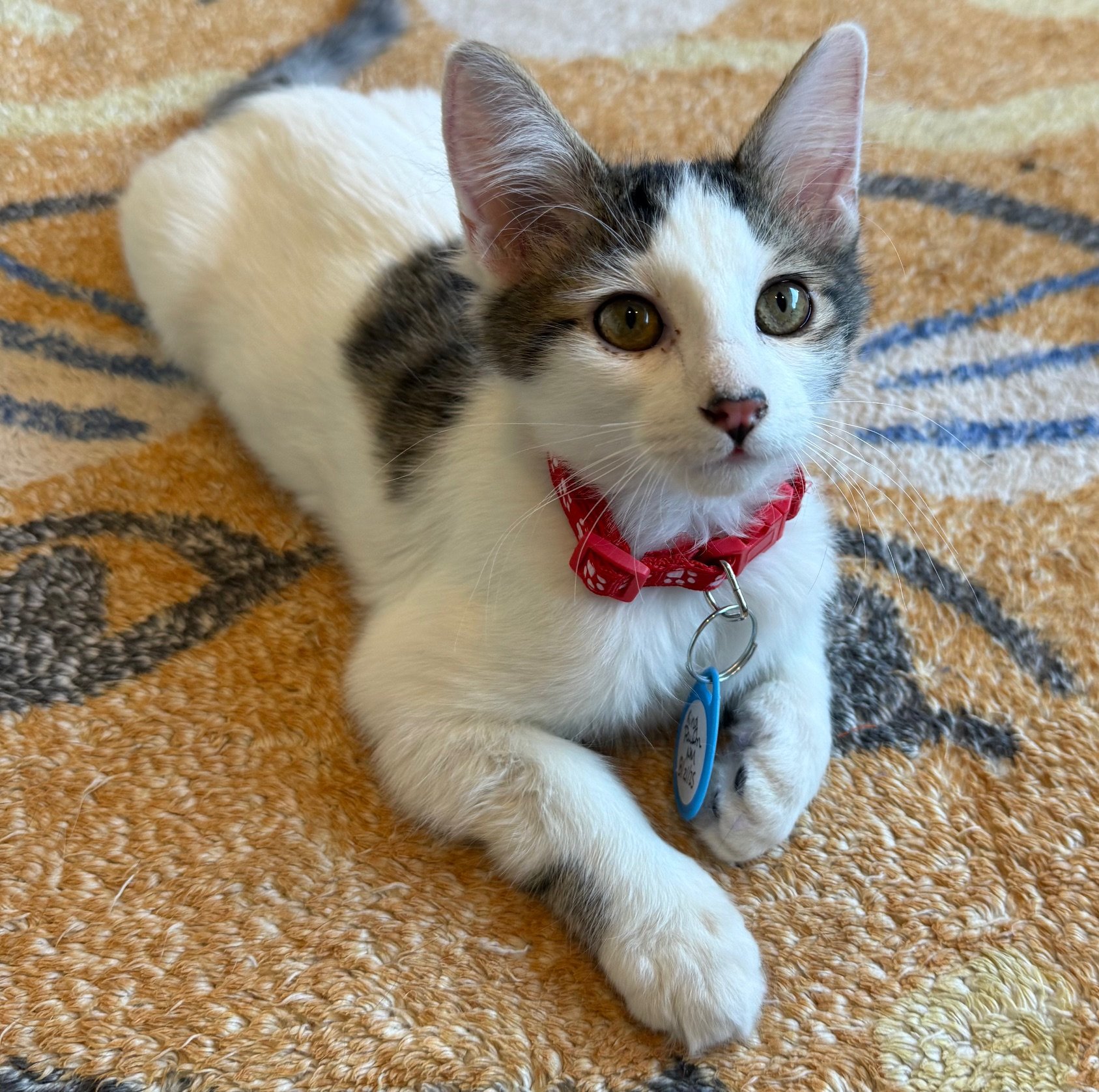 King Pawm - Male 8/21/25 White &amp; Brown Tabby DSH