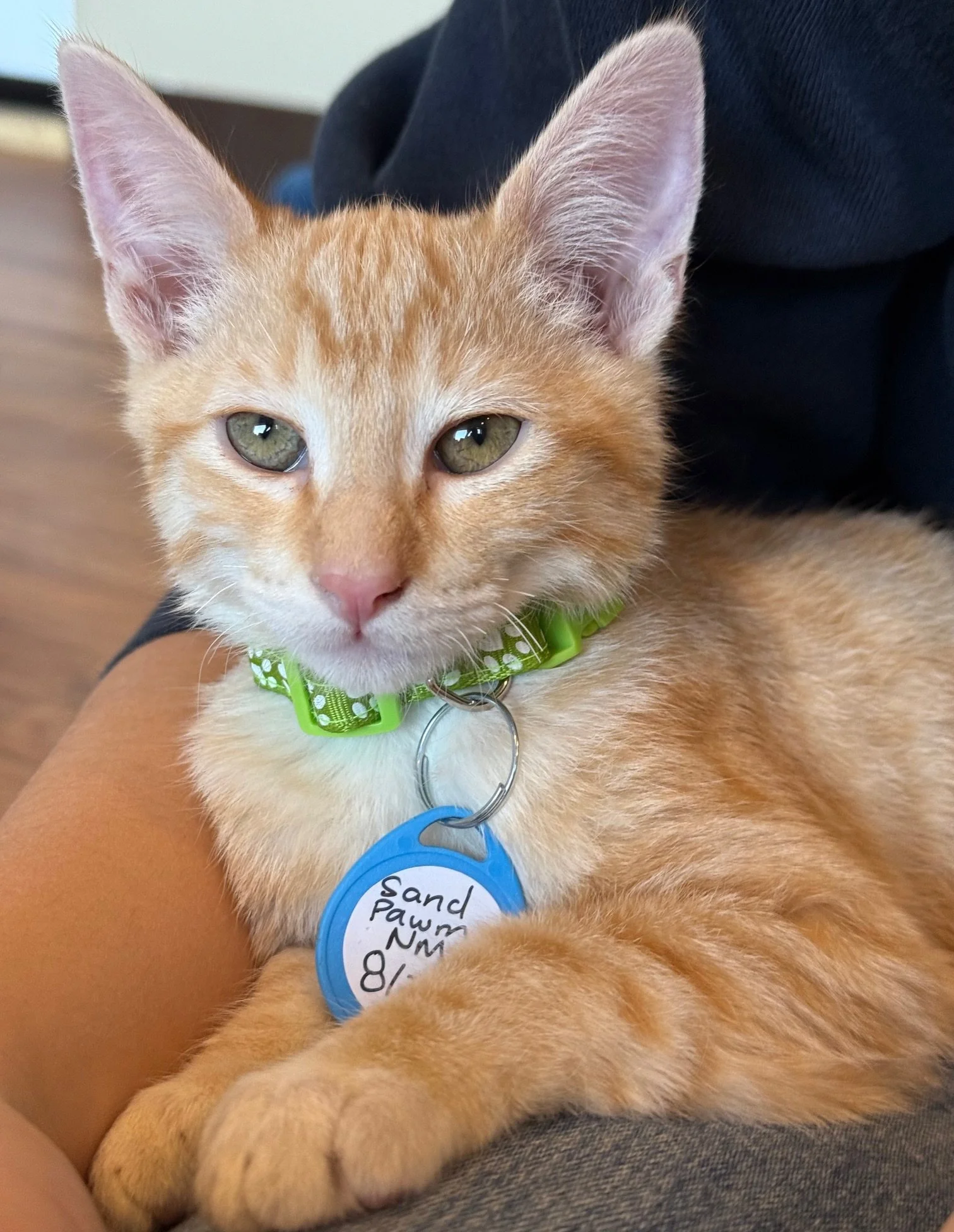 Sand Pawm - Male 8/21/25 Orange Tabby DSH