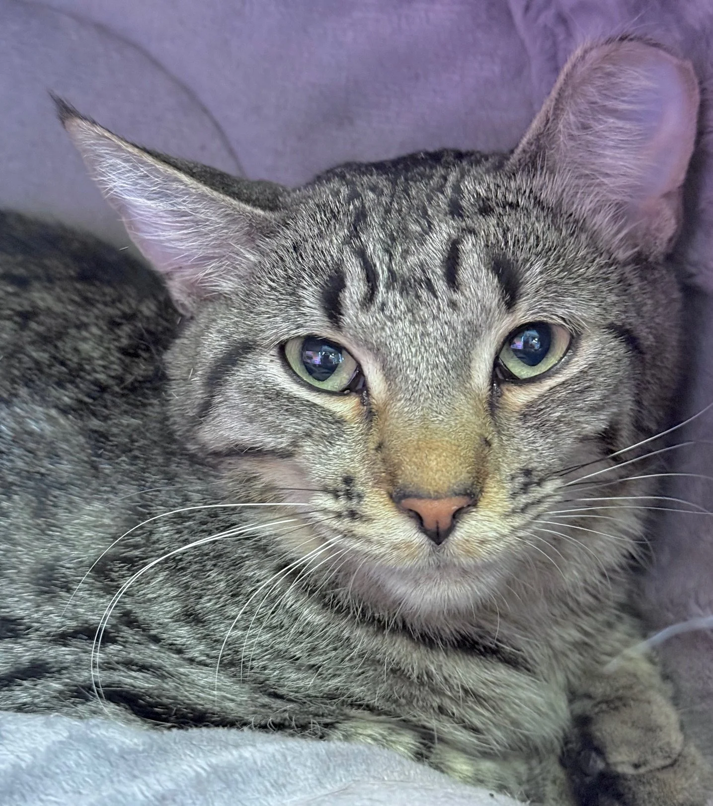Marie - Female 9/1/24 Brown Tabby DSH