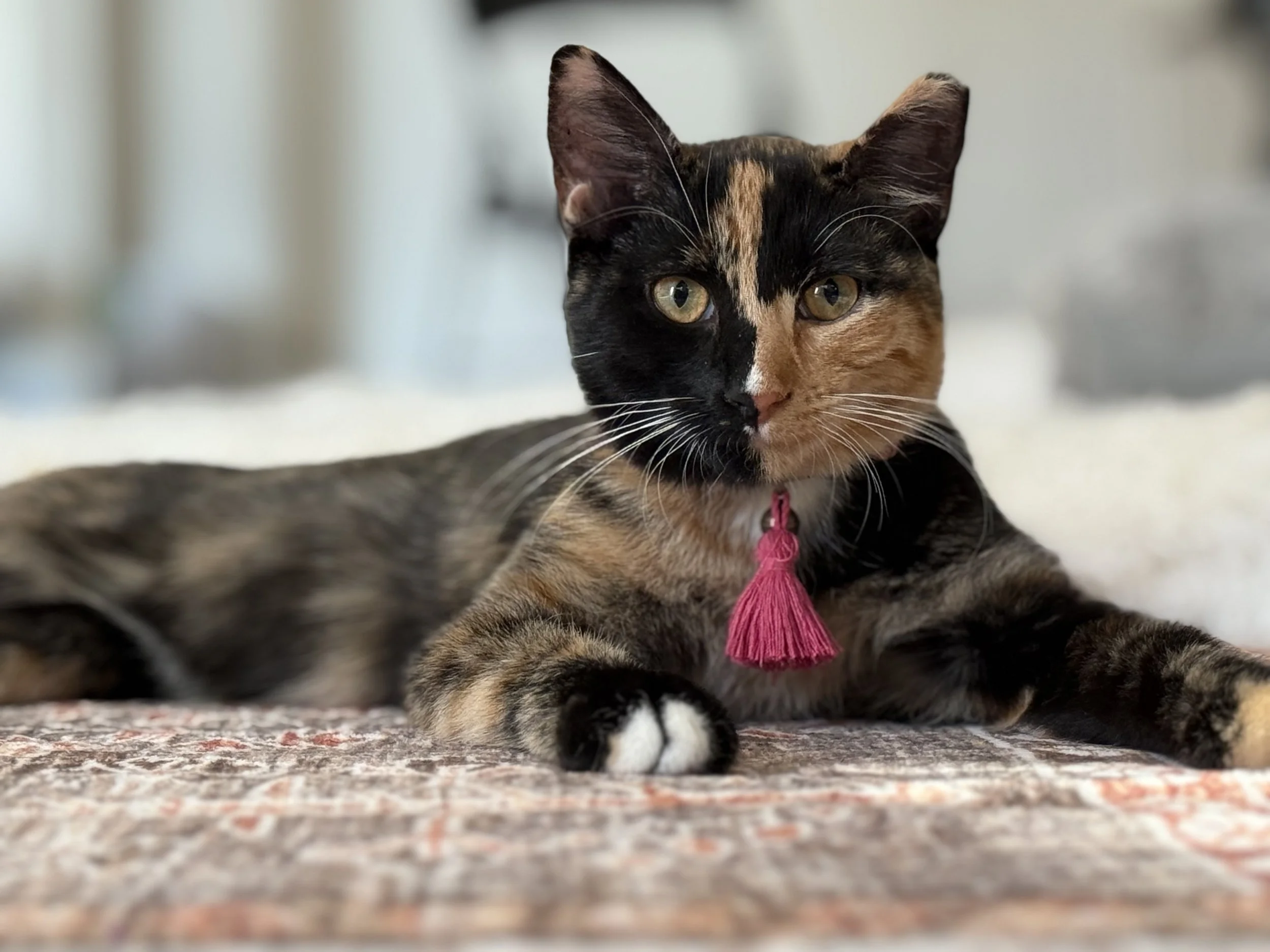  Callie - Female 10 mo Calico DSH