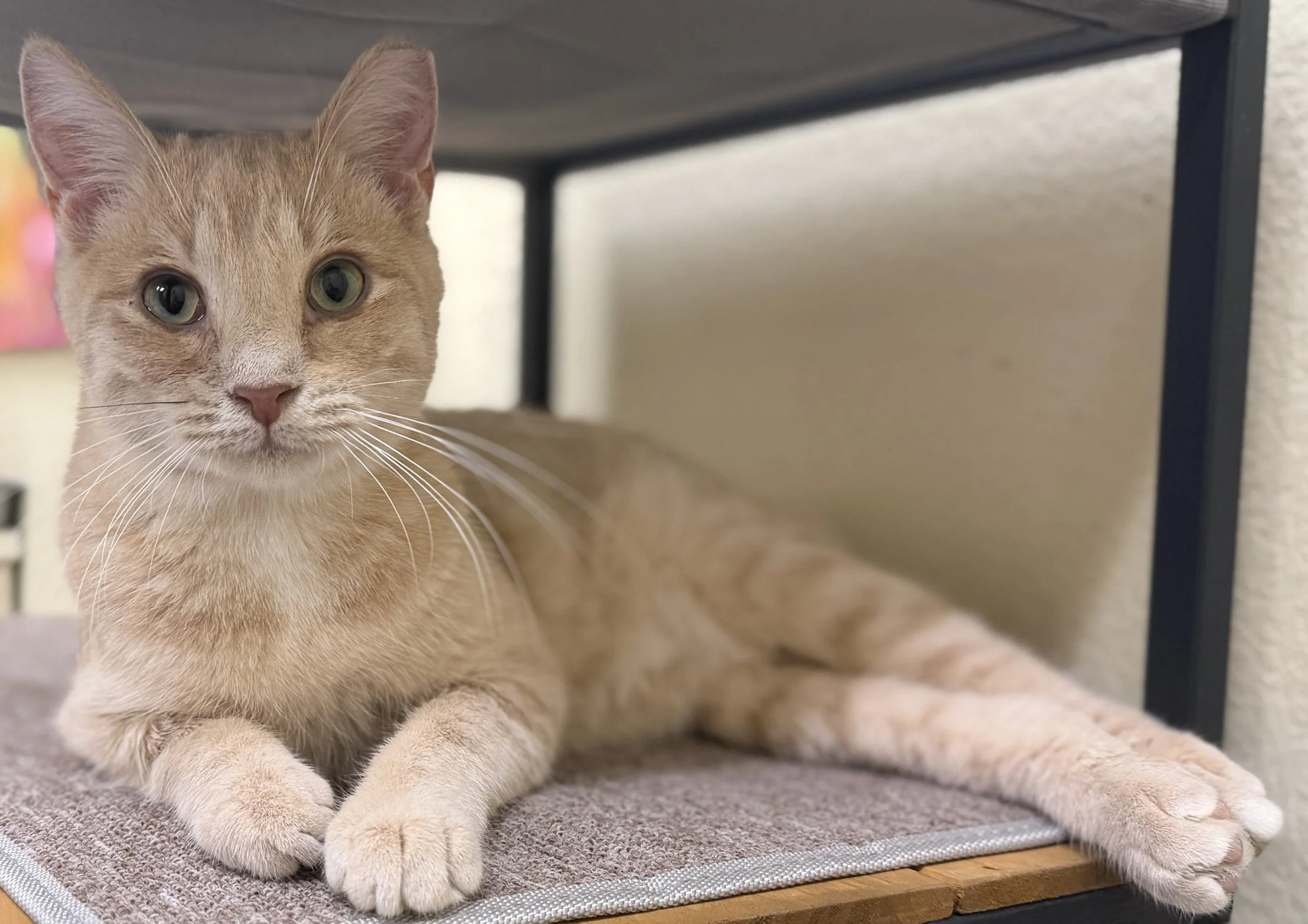 Hamilton - Male 7 Mo Buff Tabby DSH