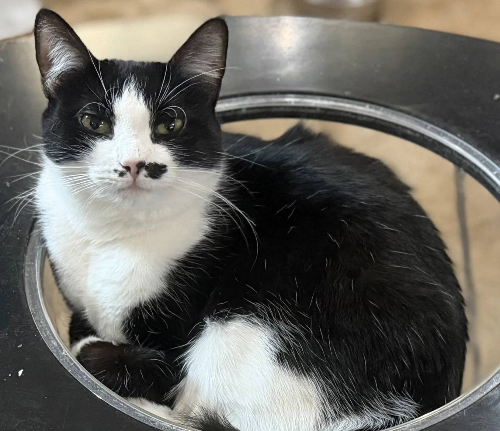 Bunny Rae - Female 2 Yr Black &amp; White DSH