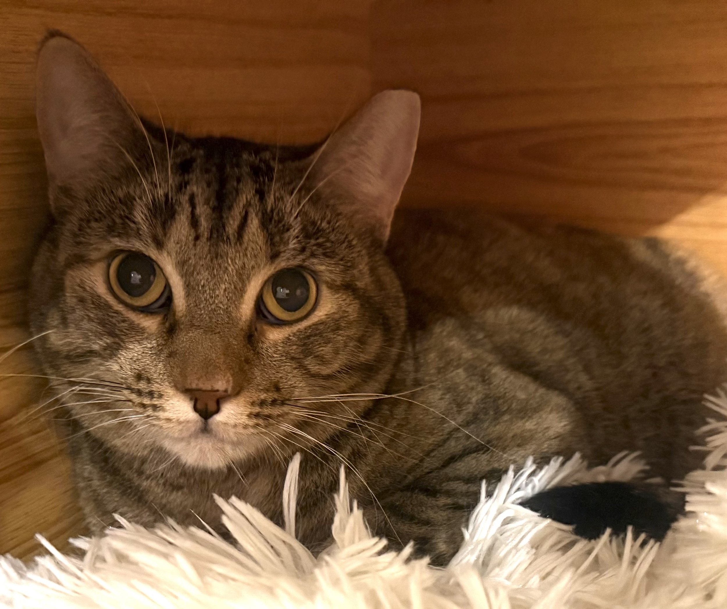 Nicole - Female 2 Yr Brown Tabby DSH