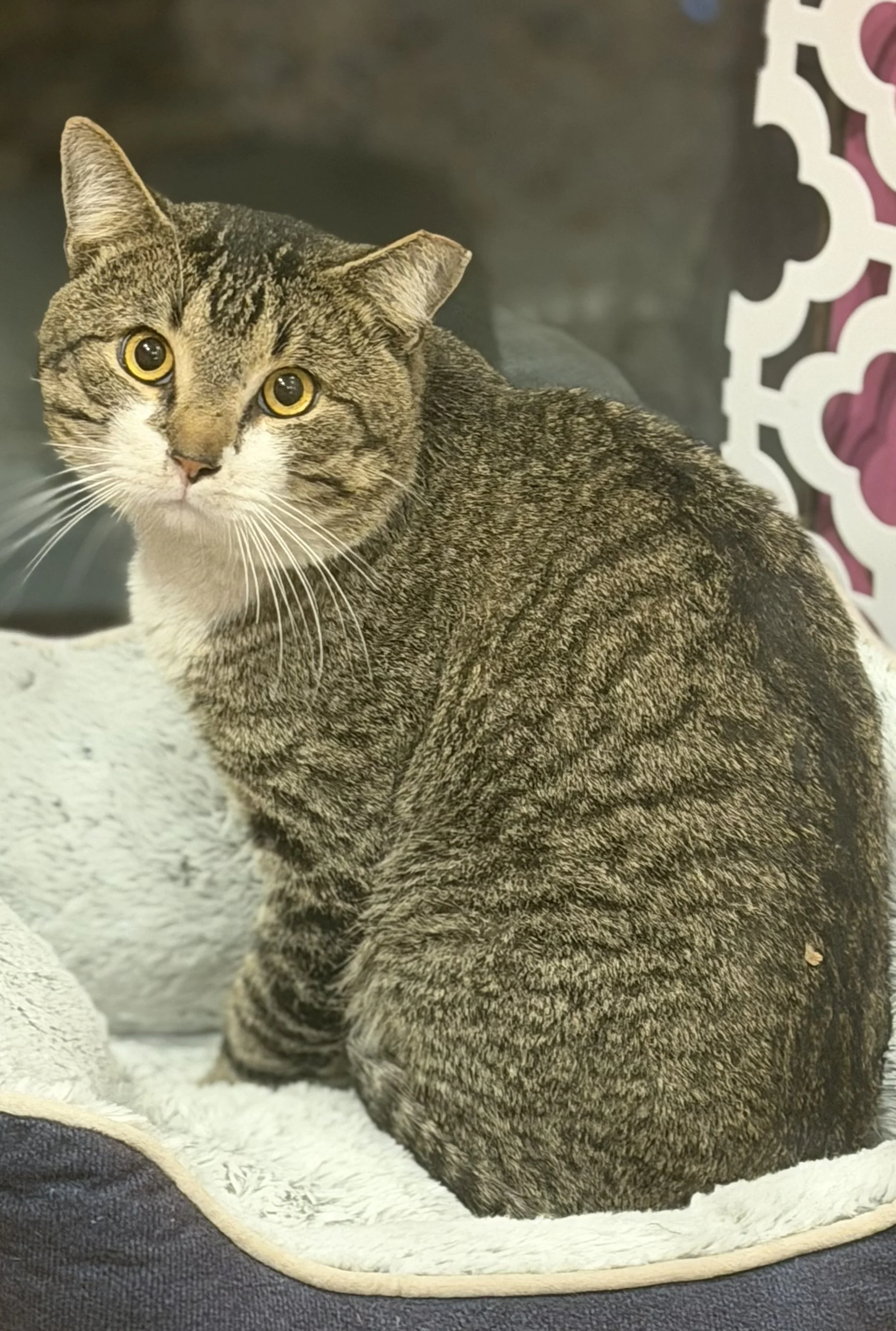 Churu - Male 3 yr Brown Tabby &amp; White DSH