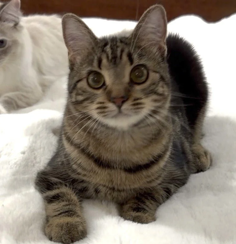Diamond - Female 7 mo brown tabby DSH