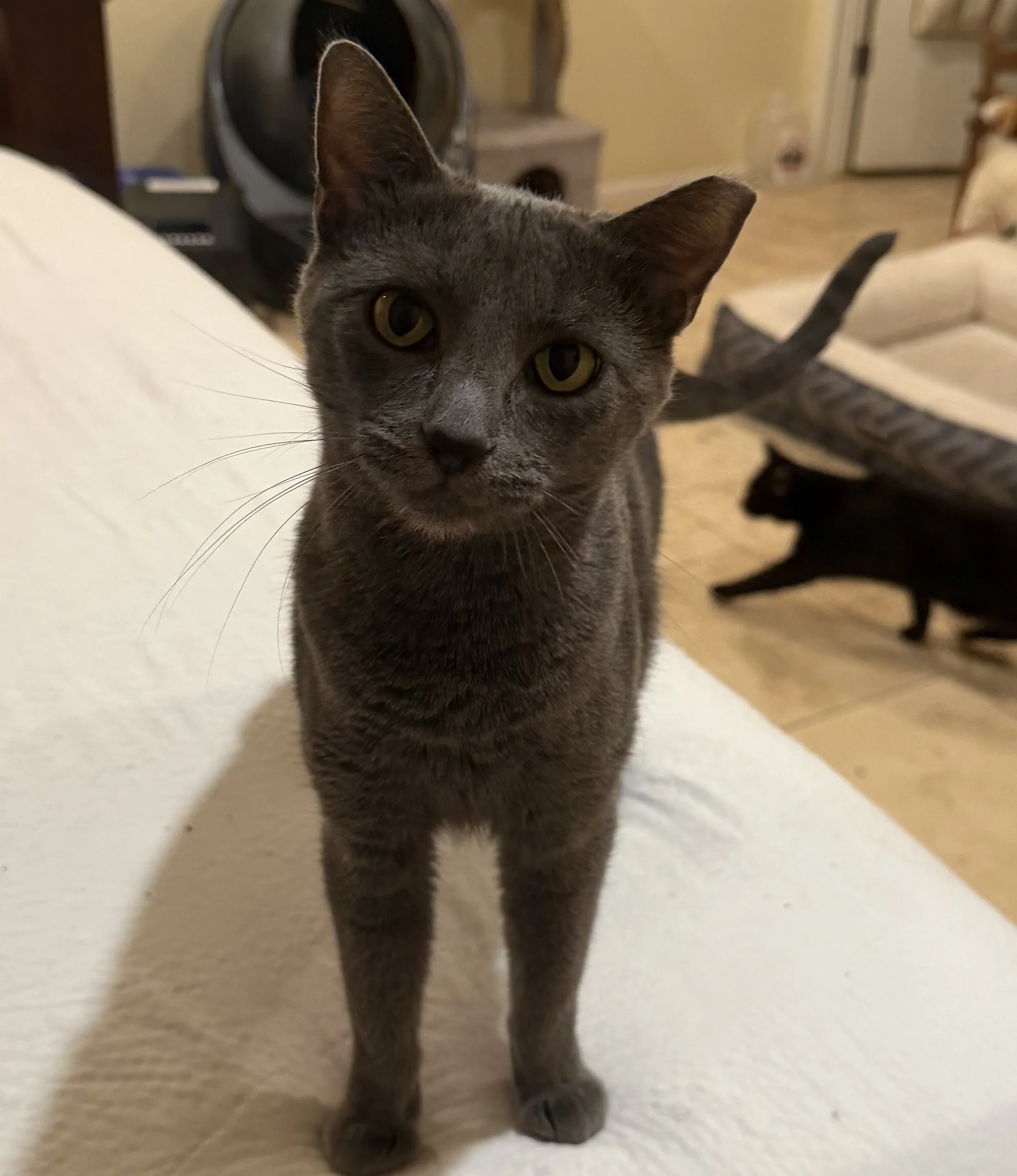 Gracie - Female 2 yr Blue DSH