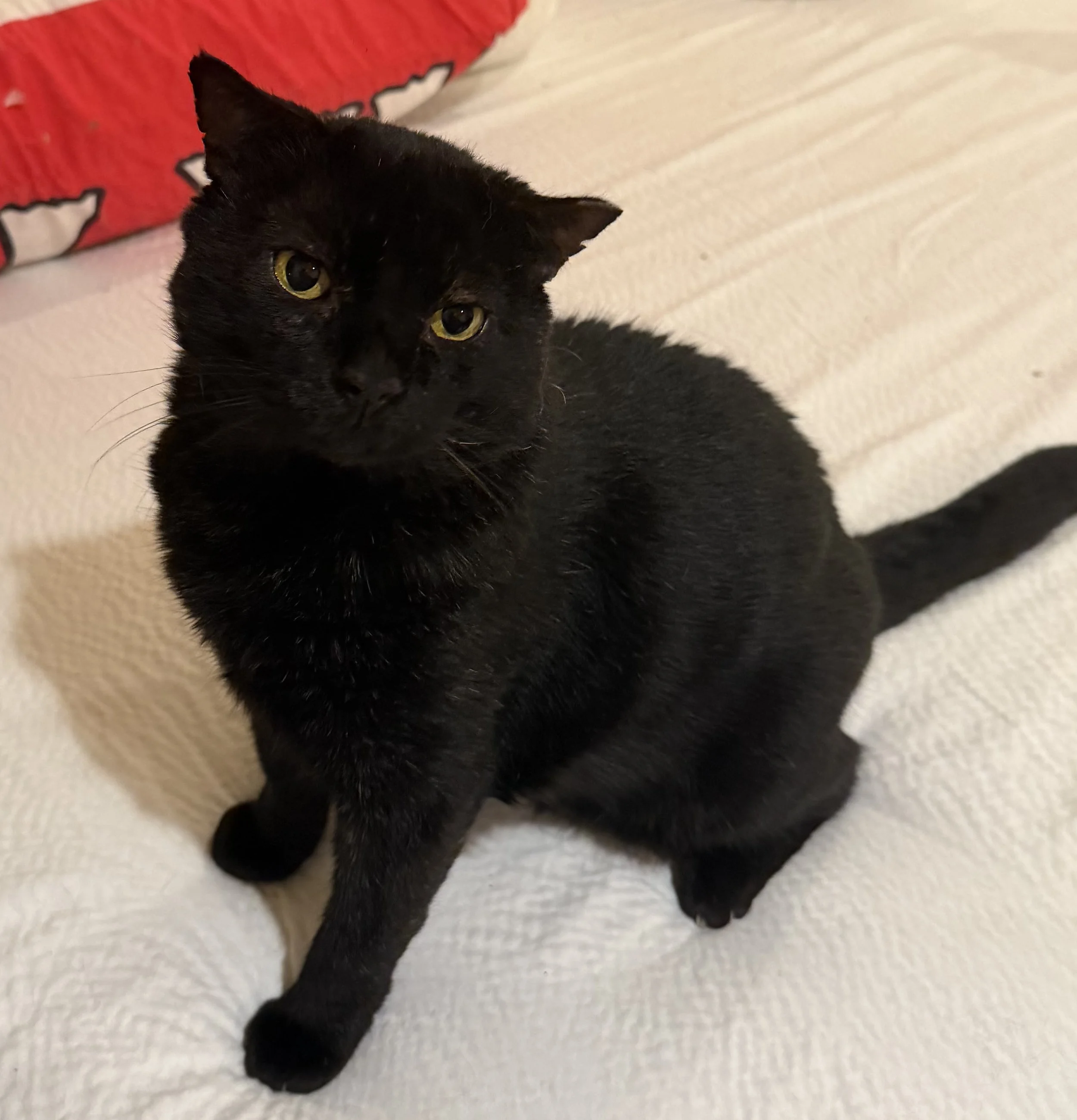 Mr. Big - Male 5 yr Black DSH