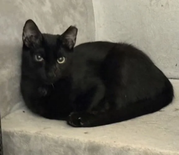 Bagherra - Male 8  Mo Black DSH